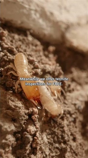 Termite Damage Signs You Can’t Ignore | FREE Termite Inspection | Pest Control Tips