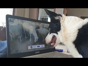Herding Dog 'Works From Home' By Watching Sheep On Computer