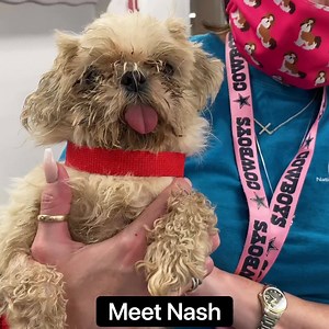 277K views · 8.1K reactions | Meet Nash! Nash is a little fellow in need of a bath. Some of our more matted dogs that come in require hours of time spent with a groomer. But sometimes, just a bath and a snip and clip can make a pup feel brand new. Watch as Debbie, one of our kind and caring bathers gives Nash his first step up in his new life. | National Mill Dog Rescue | Facebook
