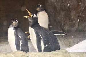 26K views · 988 reactions | Our four gentoo chicks, all around two...