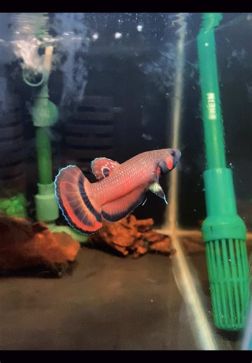 Discover Wild Betta Macrostoma: The Stunning Betta Fish