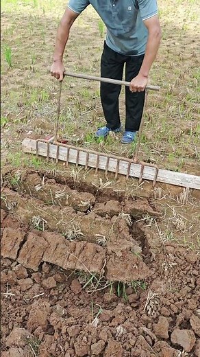 Foot-operated iron harrow plowing: Wisdom of traditional farming!