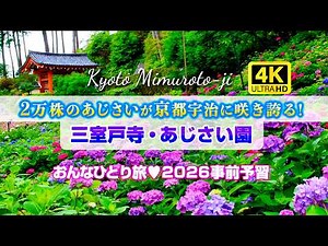【4K】Ajisai Heaven at Mimuroto-ji 🌸 20,000 Hydrangeas & Solo Trip Highlights + Access Info!