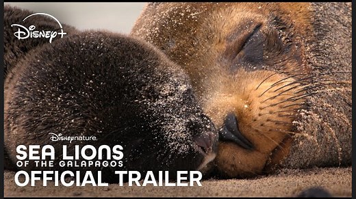 Sea Lions of the Galápagos | Official Trailer - Disneynature