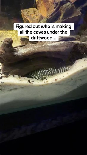 Discovering Caves in Your Aquarium