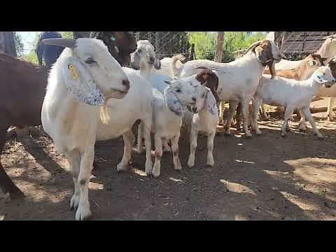 Difference between Red Kalahari, Boer & Savanna goats| Goat Farming Kenya