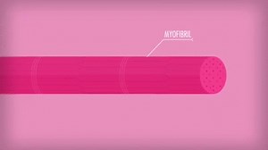 Structure of Skeletal Muscle on Make a GIF