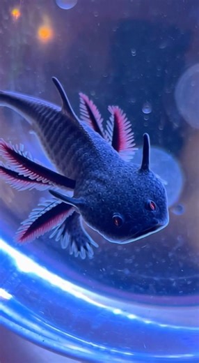 Added a DEMONIC creature to my tank… even my fish scared 😭😈🐟 #shorts #unknownfacts #creature