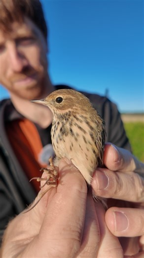 The most boring bird in Britain? A video from back in September when the Meadow Pipits were coming through in early autumn! Species: Meadow Pipit (Anthus pratensis) Birds handled under license from BTO British Trust for Ornithology #wildlifephotography #nature #birdlife #cute #wildlifebiology #birds #birdphotography #birdringing #nature #science #wildlife #birdbanding #outdoors #animals #meadowpipit #anthuspratensis | Jack Baddams