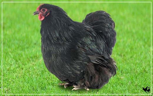 Black Orpington Chicken - Breed Profile & Facts - LearnPoultry