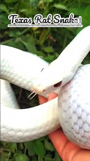 Texas Rat Snake: Non-venomous, but a fearsome predator! 🐍 | Texas Rat Snake Amazing Facts