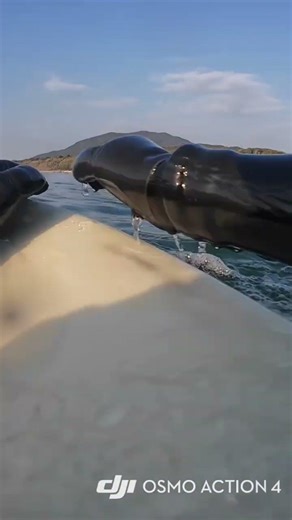 POV surfing/自撮りサーフィン スネ-ヒザ波 #surf #surfing