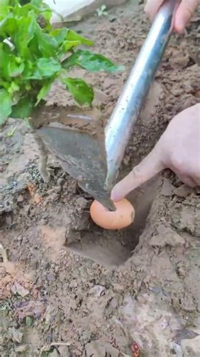 The process of adding eggs to the soil as fertilizer