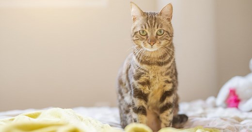 Why is my cat peeing on my bed? The real truth (and how to stop this gross habit)
