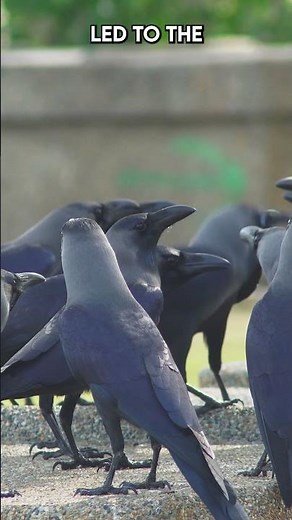 The Dark Lore Behind 'A Murder of Crows' |Paws on the Planet