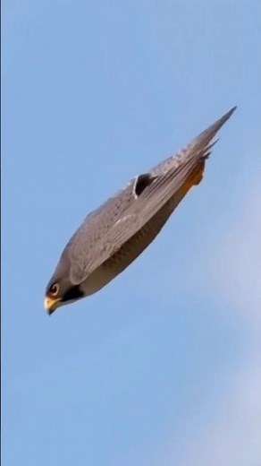 Peregrine Falcon 😱
