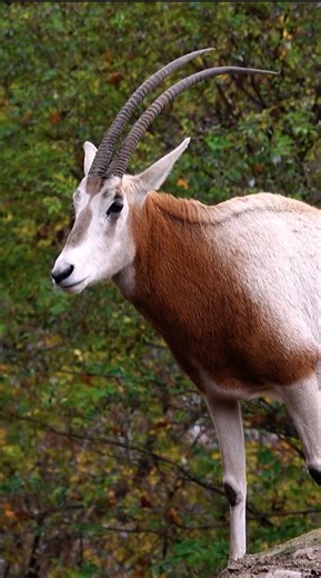 3.2K views · 94 reactions | Did you know there are over 40 wildlife...