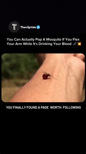 Thecliptide on Instagram: "Did you know? When a mosquito bites, it injects saliva that prevents clotting. If you then flex the muscle beneath the bite, it can cause the mosquito's abdomen to expand rapidly and potentially rupture. The effect varies based on timing and how much blood the mosquito has ingested. When a mosquito feeds, it inserts a needle-like mouthpart into your skin and releases saliva that prevents your blood from clotting while it draws blood into its abdomen, which rapidly expa