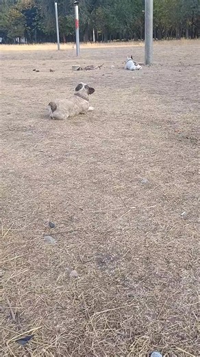 Fierce French Bulldogs: Cutest Dogs on TikTok