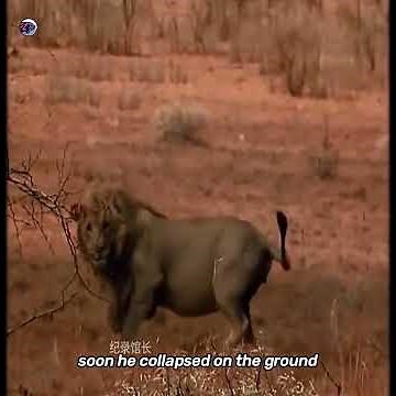 How the Lion king survived the Dangerous venomous bite of Black Mamba