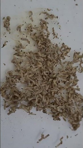 Karasinek yavruları Larva Housefly Musca domestica