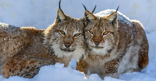 Exploring the Fascinating World of Lynx Cats: Evolution, Characteristics, and Conservation