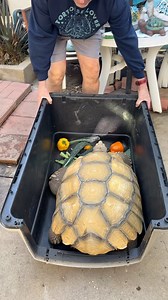 Going to Grandmas! 🚗🐢💨 Packing up all 10 pets including Tilly G and we’re heading out of Los Angeles to Grandma’s house. My hubby is transporting us all there and then heading back to protect our house—although it’s not currently in danger. Thank you for your prayers! I love you and I’m praying for you too 😘🥰🤗 | Tilly G The Tortoise