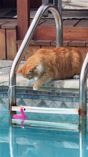 Must Watch Funny Cats 😂 | Viral Cute & Naughty Cat Moments 🐱 #shorts #shortsfeed #youtubeshorts