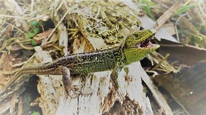 Te zwierzęta można spotkać w naszych lasach! Na dowód mamy zdjęcia z fotopułapek