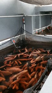 10K views · 216 reactions | Semua bisa memulai Urban Fish Farming  Airnya yang jernih, tidak berbau, tidak mengganggu lingkungan sekitar. Sebagai sarana melepas penat, cukup melihat di belakang halaman rumah, lebih hemat dan tidak perlu pergi jauh. Di sisi lain, merupakan tambahan cuan untuk dijual ecer ke lingkungan sekitar. #tilapia #urbanfarming #aquaponics #ikannila #aquaculture | NilaKu ID | Facebook