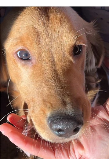 make your holiday meals for your pets with some pet friendly swaps for their forever memories 🥺 follow @liftxxchlo for more pet content 🐶 swapping pumpkin pie for puree, no garlic or onion in their chicken or turkey, and microwaved blueberries as a healthy copycat ‘cranberry’ sauce! ..plus a couple potatoes but it was all gone in the matter of a couple seconds 😅 #petlover #goldenretrieverpuppy #holidays #petsoftiktok #creatorsearchinsights