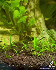Ancistrus explosion in our planted display aquarium 😅 #aquaticshop #freshwateraquarium #lisburn #grosvenortropicals #aquarium | Grosvenor Tropicals
