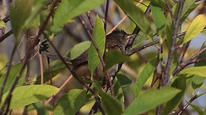 Marsh wren (Cistothorus palustris) | BIRDS & Nature