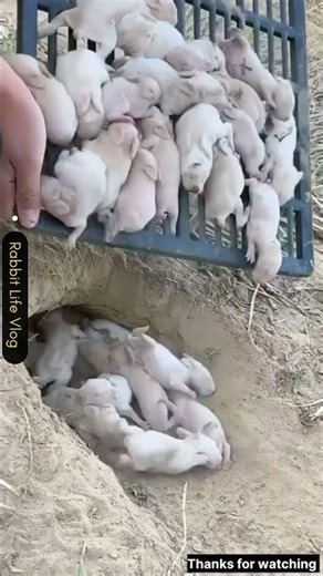 Rabbit Baby Growing Up 😍✨ #babypet #adorably #rabbit #babyrabbit #adoreble #animals #cute #love