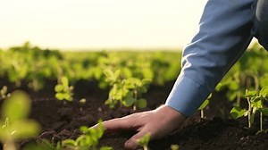 Farmer Holding Soil Hand Looks Field Stock Footage Video (100% Royalty-free) 3441500389 | Shutterstock