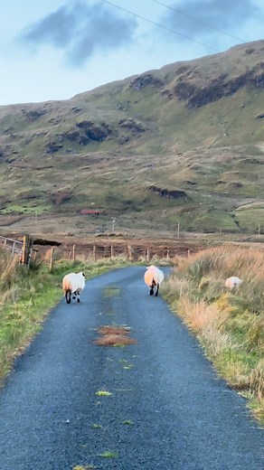 Friendly Sheep😍 Bluestack Mountains County Donegal, Ireland🇮🇪 | Rosipa Pilonggo Tangcawan