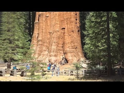 The 10 Largest Trees on Planet Earth