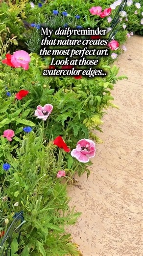 The Secret to Poppies That Look Like Watercolors... 🎨✨