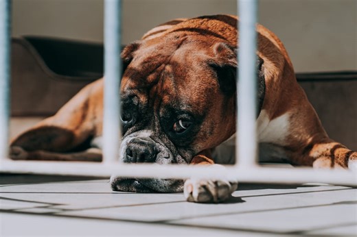 Sad Shelter Bulldog Who's So Tired of Being Overlooked Is Starting to Lose Hope