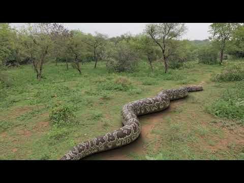 Biggest Anaconda Ever Found | In Real Life | Top 4 Parts