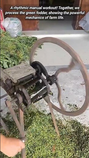 Essential Farm Exercise: Preparing Fodder with Manual Cutter.