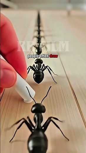🐜 How Chalk Instantly Stops Ants! (Did You Know?)