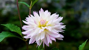 Aster, Flower, Yellow, Blossom