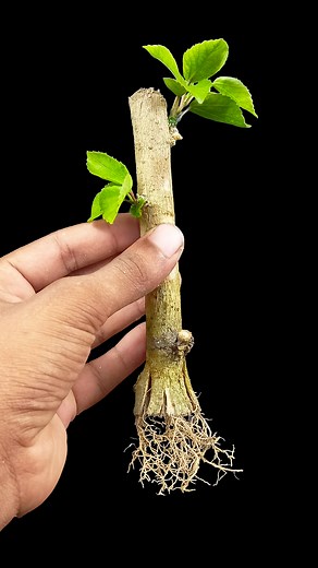 Stem to plant | How to growing hibiscus plant at home | Make your garden blossom #fblifestyle #gardening #share #reels #highlightsシ゚ #short #like | Rana Garden