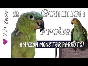 The 2 Problems with Amazon Parrots & What To Do | #parrot_bliss #amazonparrot #birds