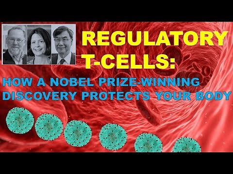 2025 Nobel Prize in Medicine explained: The discovery of regulatory T-cells /How Tregs protects body