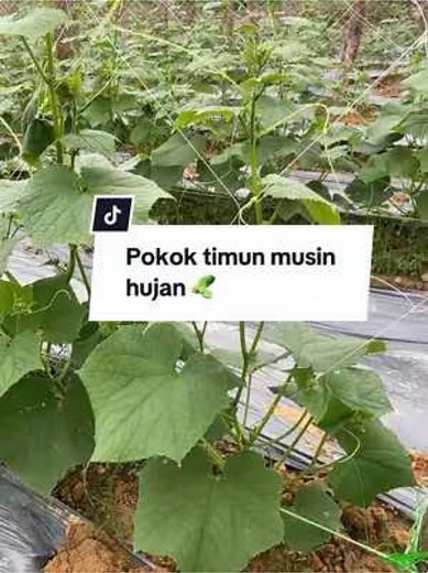 Hobi masa lapang tanam timun #timun #gengkebunsayur #fy #gengkebunsayur
