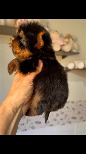 ✨ Meet our adorable little teacup Yorkie – the tiniest ball of love with the biggest personality! 🐾💖 Yorkies may be small, but they’re full of charm, energy, and endless cuddles. With those sparkling eyes, silky coat, and tiny paws, this little one is ready to melt hearts everywhere. 😍 #TeacupYorkie #YorkieLove #YorkiePuppy #TinyButMighty #DogLovers #YorkieOfTheDay #CutePuppyLove #FurryFriend #YorkieWorld #InstaPuppy #YorkshireTerrier #YorkieLife #PuppyVibes #YorkieGram #YorkieAddict #TeacupP