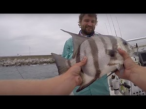 HOW TO CATCH SPADEFISH TIPS and TUTORIAL