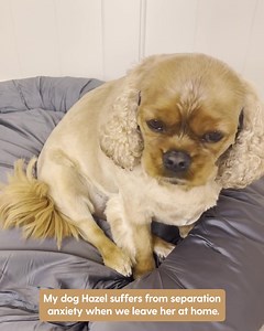 Just look how calm and content Hazel looks since being introduced to our Pupnaps Calming Pet Bed. And why wouldn’t she? Each bed is: ☁️ Made from the softest, squishiest material that is gentle on sensitive noses and paws 🐶 Designed with thick supportive cushioning to provide the best comfort and calming relief for your pup wherever they are 🧼 100% hygienic with and easily removable machine washable cover We guarantee your pup will go absolutely crazy for this. We’re talking major tail wags an
